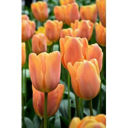 Tulipa Daydream - sanjarenje tulipana - 5 lukovica