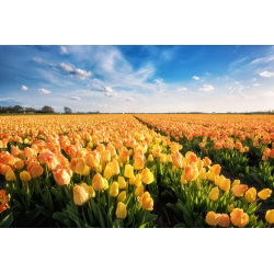 Tulipa Daydream - sanjarenje tulipana - 5 lukovica