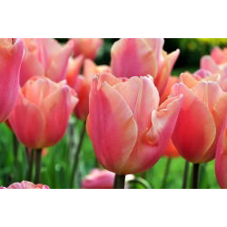 Tulpės Dragon King - pakuotėje yra 5 vnt - Tulipa Dragon King