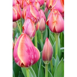 Tulpės Dragon King - pakuotėje yra 5 vnt - Tulipa Dragon King