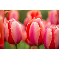Tulpės Dragon King - pakuotėje yra 5 vnt - Tulipa Dragon King