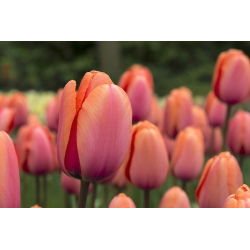 Tulpės Dragon King - pakuotėje yra 5 vnt - Tulipa Dragon King