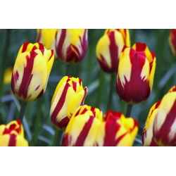 Tulipa El Cid - Tulip El Cid - 5 ampul