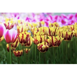 Tulipa El Cid - Tulip El Cid - 5 ampul