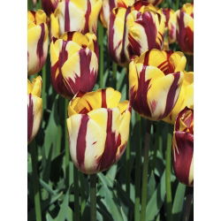 Tulipa El Cid - Tulip El Cid - 5 ampul