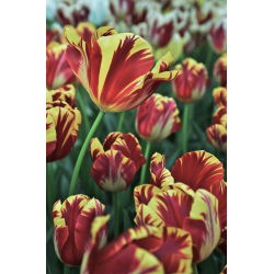 Tulipa El Cid - Tulip El Cid - 5 ampul