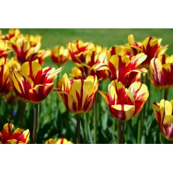 Tulipa El Cid - Tulip El Cid - 5 ampul