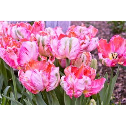 Tulipano Elsenburg - pacchetto di 5 pezzi - Tulipa Elsenburg