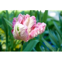 Tulipano Elsenburg - pacchetto di 5 pezzi - Tulipa Elsenburg