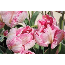 Tulipano Elsenburg - pacchetto di 5 pezzi - Tulipa Elsenburg