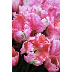 Tulipano Elsenburg - pacchetto di 5 pezzi - Tulipa Elsenburg
