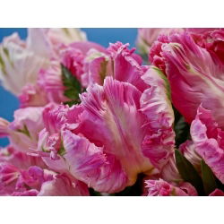 Tulipano Elsenburg - pacchetto di 5 pezzi - Tulipa Elsenburg