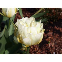 Tulipaner Exotic Emperor - pakke med 5 stk - Tulipa Exotic Emperor