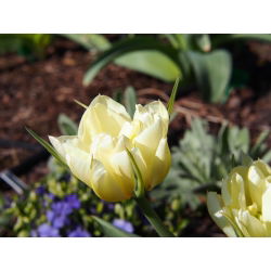 Tulipaner Exotic Emperor - pakke med 5 stk - Tulipa Exotic Emperor