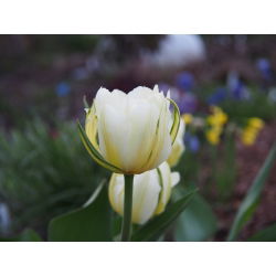 Tulipaner Exotic Emperor - pakke med 5 stk - Tulipa Exotic Emperor
