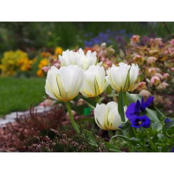 Tulipaner Exotic Emperor - pakke med 5 stk - Tulipa Exotic Emperor