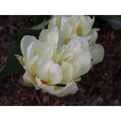 Tulipaner Exotic Emperor - pakke med 5 stk - Tulipa Exotic Emperor