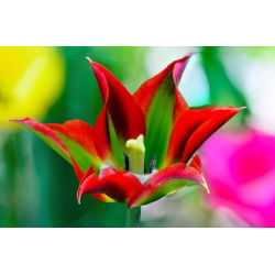 Tulipa Eye Catcher - Tulip Eye Catcher - 5 bulbi