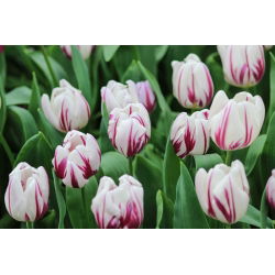 Cờ hoa hồng rực rỡ - Cờ hoa hồng rực rỡ - 5 củ giống - Tulipa Flaming Flag