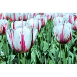 Cờ hoa hồng rực rỡ - Cờ hoa hồng rực rỡ - 5 củ giống - Tulipa Flaming Flag