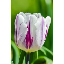 Cờ hoa hồng rực rỡ - Cờ hoa hồng rực rỡ - 5 củ giống - Tulipa Flaming Flag