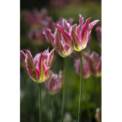 Tulipa Florosa - Tulip Florosa - 5 bulbi
