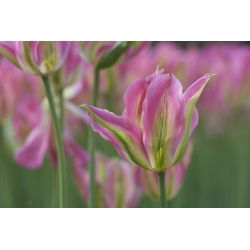 Tulipa Florosa - Tulip Florosa - 5 bulbi