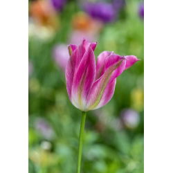 Tulipa Florosa - Tulip Florosa - 5 bulbi