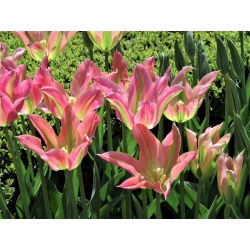 Tulipa Florosa - Tulip Florosa - 5 bulbi