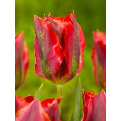 Tulipa Hollywood - Tulip Hollywood - 5 bulbi