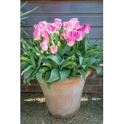 Tulipa Innuendo - Tulip Innuendo - 5 цибулин