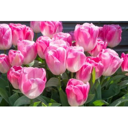 Tulipa Innuendo - Tulip Innuendo - 5 цибулин