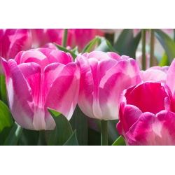 Tulipa Innuendo - Tulip Innuendo - 5 цибулин