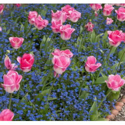 Tulipa Innuendo - Tulip Innuendo - 5 цибулин