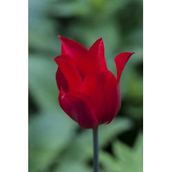 Tulipano Lasting Love - pacchetto di 5 pezzi - Tulipa Lasting Love