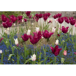 Tulipano Lasting Love - pacchetto di 5 pezzi - Tulipa Lasting Love