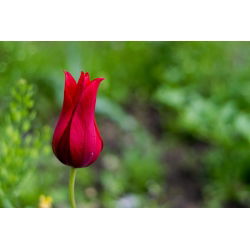 Tulipano Lasting Love - pacchetto di 5 pezzi - Tulipa Lasting Love