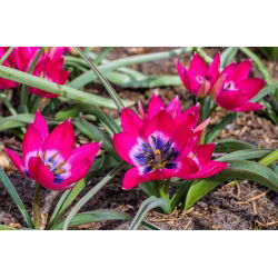 Tulipa Küçük Güzellik - Tulip Küçük Güzellik - 5 ampul - Tulipa Little Beauty