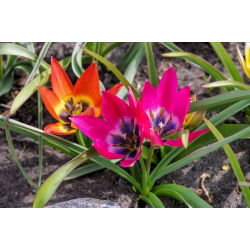 Tulipa Küçük Güzellik - Tulip Küçük Güzellik - 5 ampul - Tulipa Little Beauty