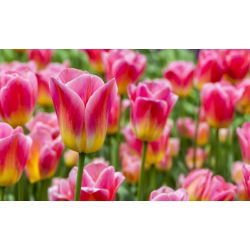 Trận đấu hoa tulip - Trận đấu hoa tulip - 5 củ giống - Tulipa Match
