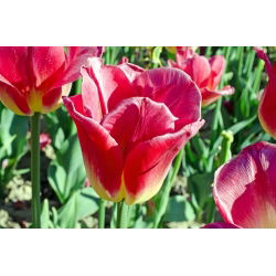 郁金香比赛 - 郁金香比赛 -  5个洋葱 - Tulipa Match
