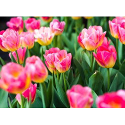 Trận đấu hoa tulip - Trận đấu hoa tulip - 5 củ giống - Tulipa Match