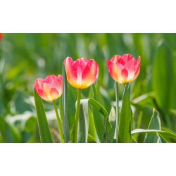Trận đấu hoa tulip - Trận đấu hoa tulip - 5 củ giống - Tulipa Match