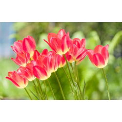 Trận đấu hoa tulip - Trận đấu hoa tulip - 5 củ giống - Tulipa Match