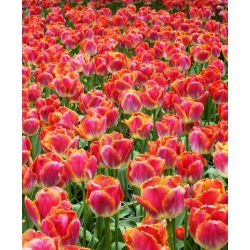Tulipa Miami Sunset - Tulip Miami Sunset - 5 lampu