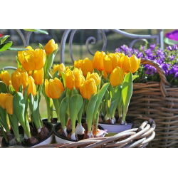 Tulipa Mini Star - Tulip Mini Star - 5 lampu