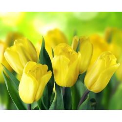 Tulipa Mini Star - Tulip Mini Star - 5 lampu