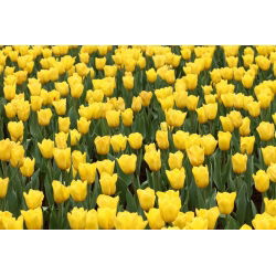Tulipa Mini Star - Tulip Mini Star - 5 lampu