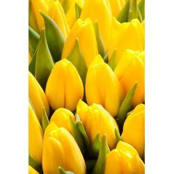 Tulipa Mini Star - Tulip Mini Star - 5 lampu