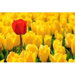 Tulipa Mini Star - Tulip Mini Star - 5 lampu